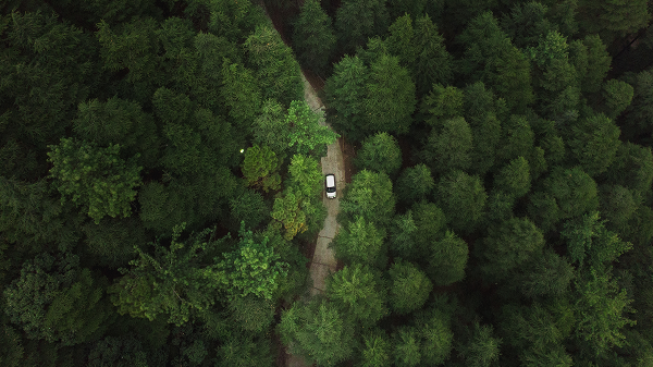 tree